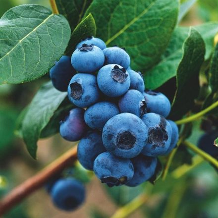 Blueberry