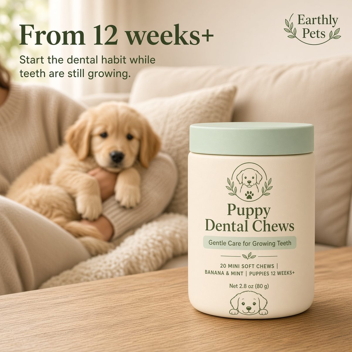 From 12 weeks and up. Start the dental habit while teeth are still growing. A puppy asleep in someone's arms on a sofa.